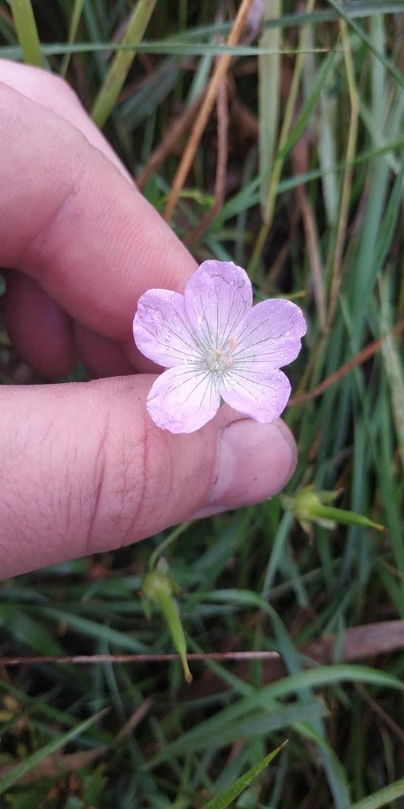 Geranium collinum photo 3