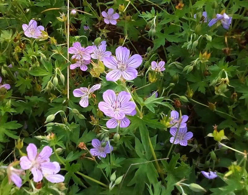 Geranium collinum photo 4