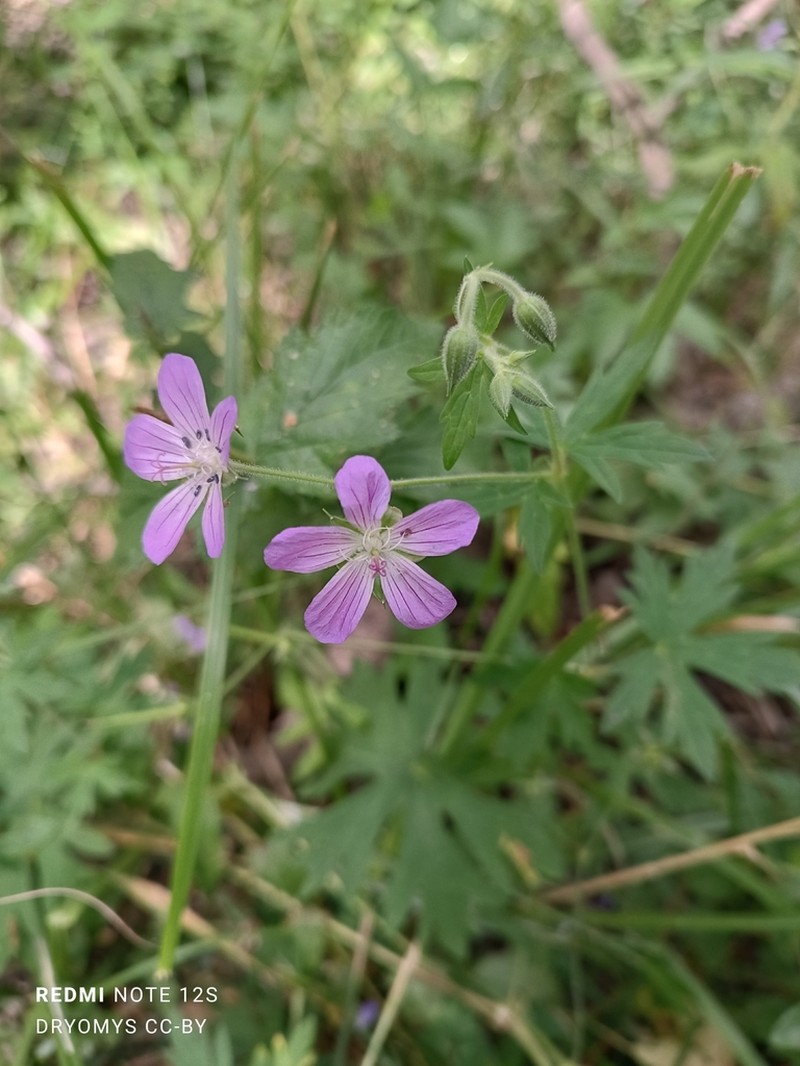 Geranium collinum photo 5