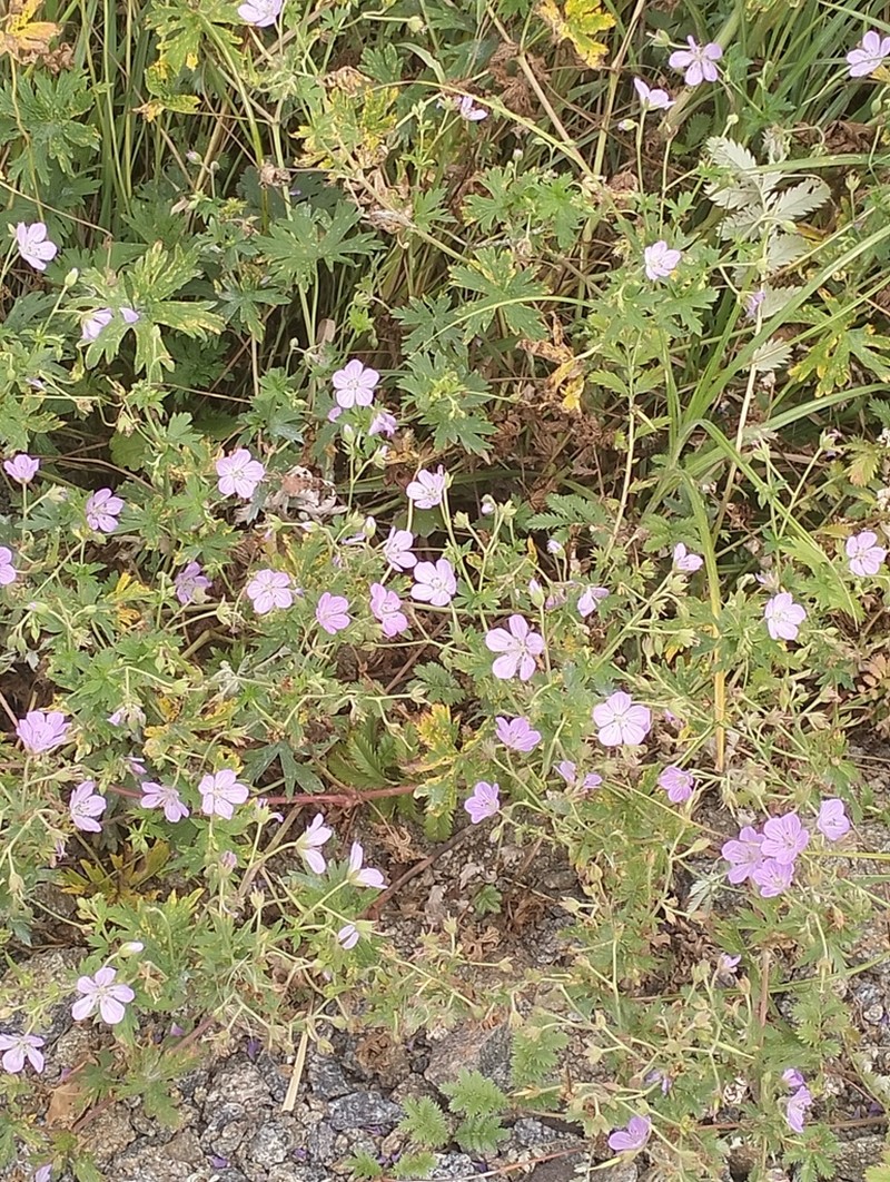 Geranium collinum photo 6