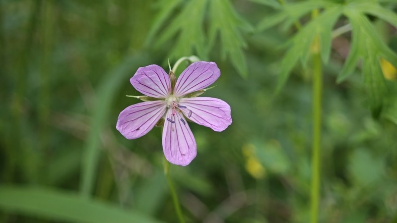 Geranium collinum photo 7