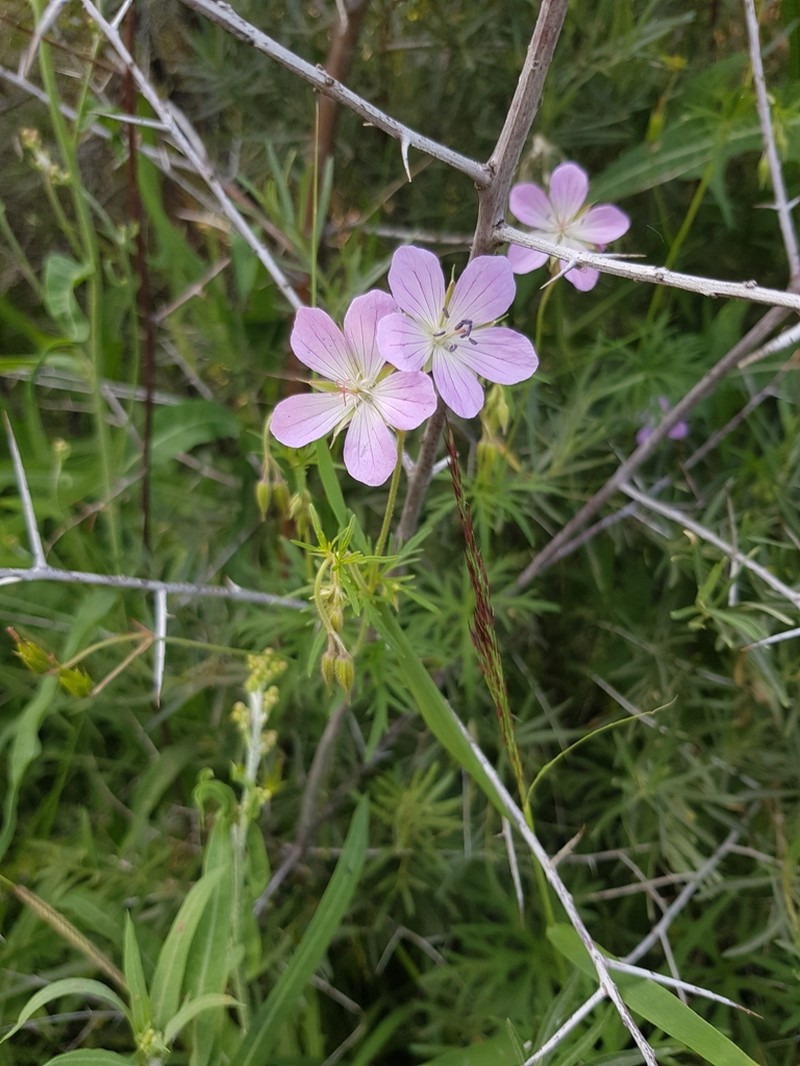 Geranium collinum photo 8