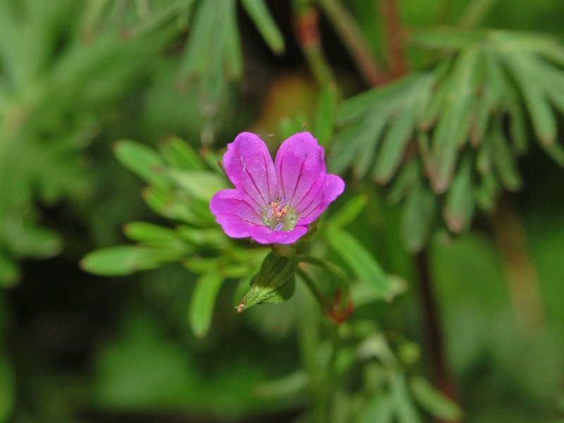Longstalk Cranesbill