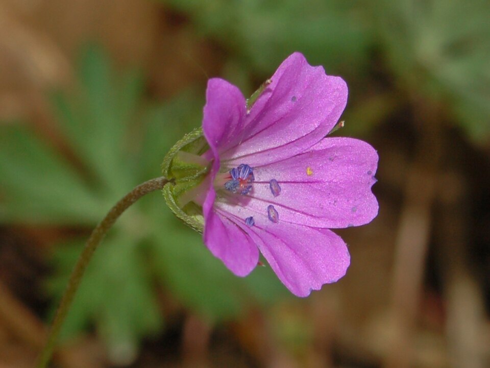 Longstalk Cranesbill photo 3