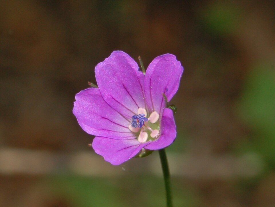 Longstalk Cranesbill photo 4