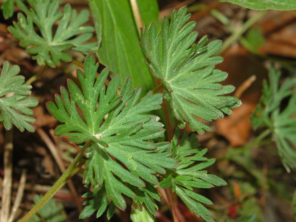 Longstalk Cranesbill photo 5