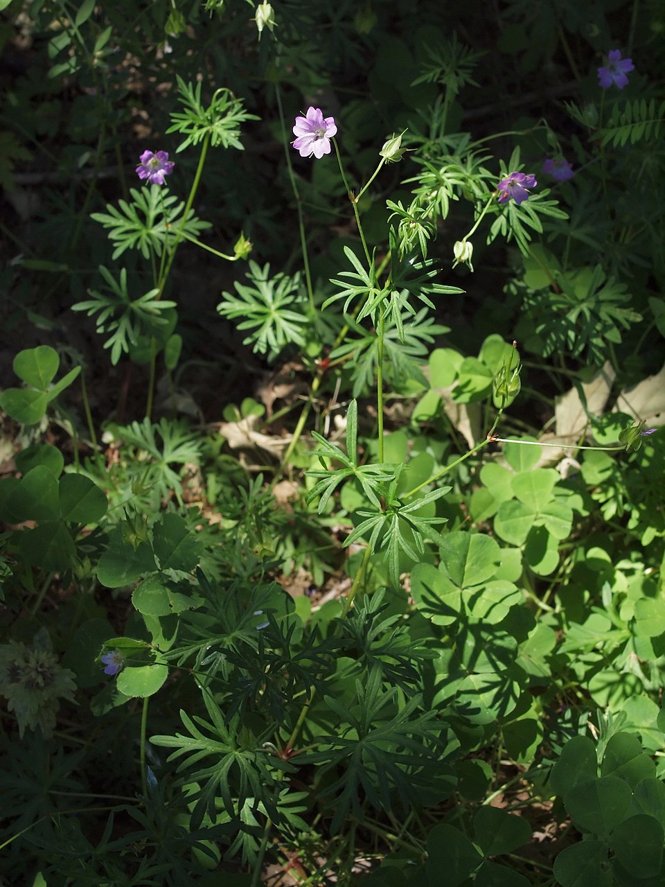 Longstalk Cranesbill photo 6