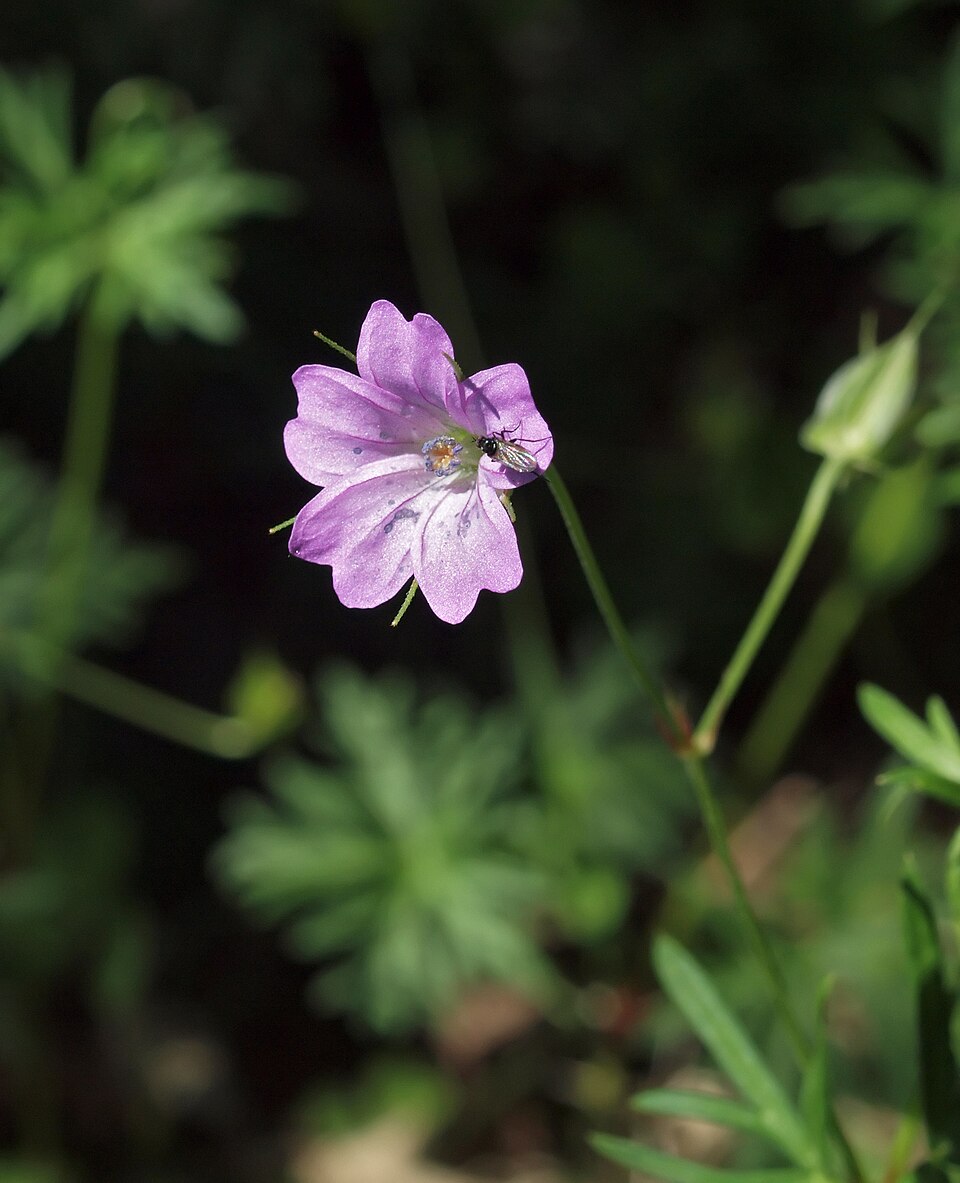 Longstalk Cranesbill photo 7