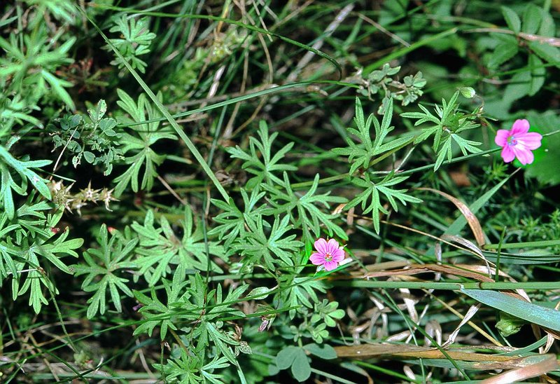 Longstalk Cranesbill photo 8