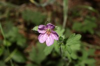 Geranium core-core