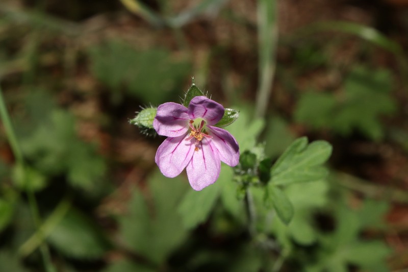 Geranium core-core