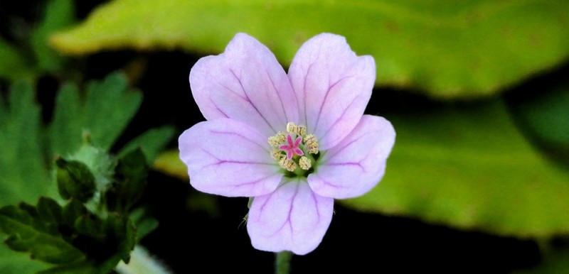 Geranium core-core photo 2
