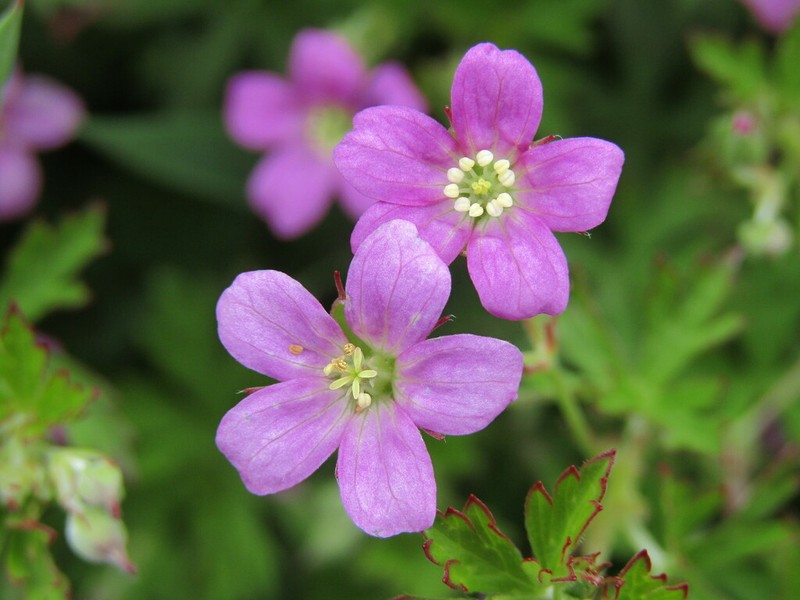Geranium core-core photo 3