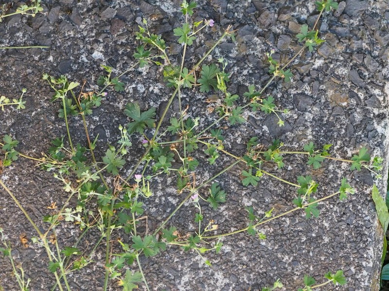 Geranium core-core photo 4