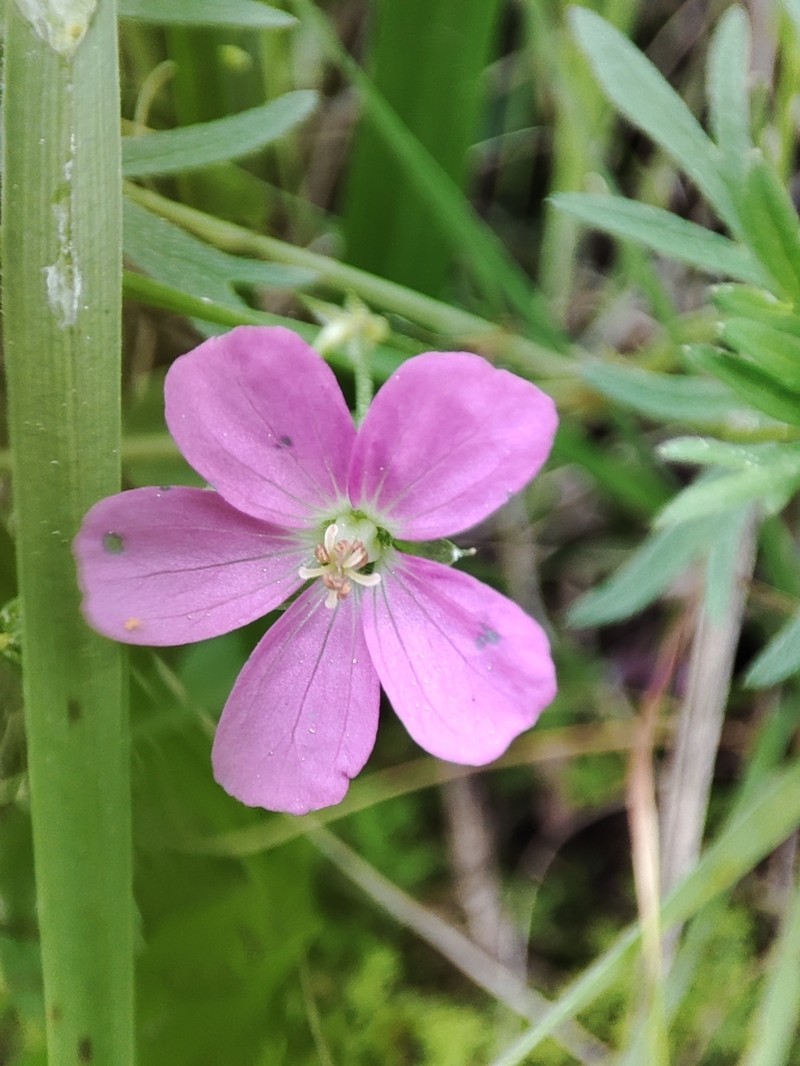 Geranium core-core photo 5