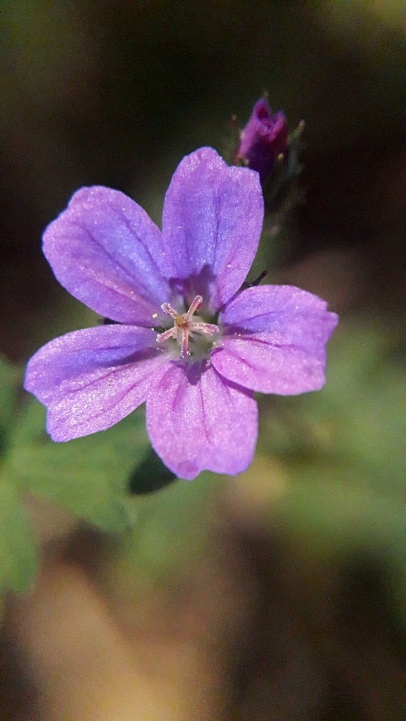 Geranium core-core photo 6