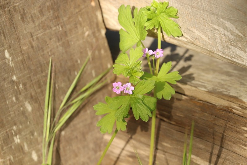 Geranium core-core photo 7