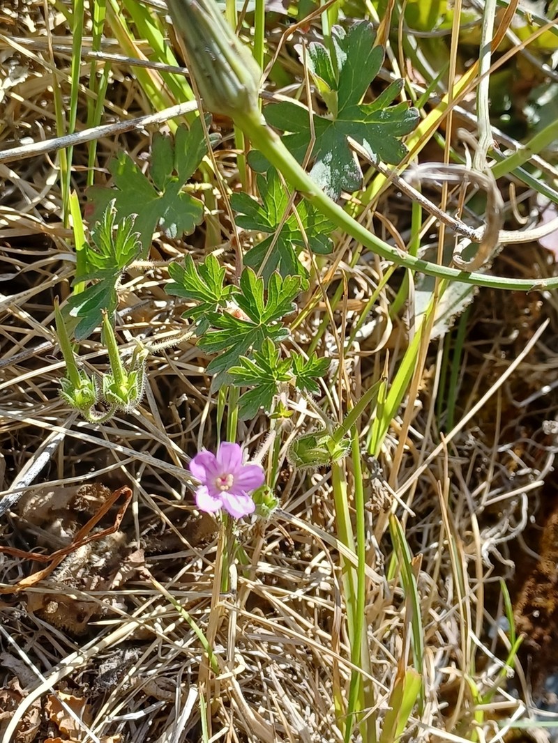 Geranium core-core photo 8