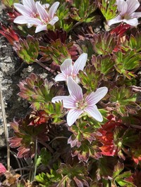 Geranium costaricense