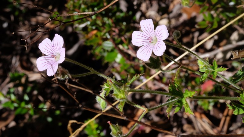 Geranium costaricense photo 2