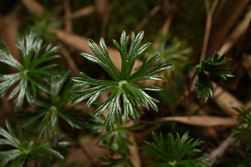 Geranium costaricense photo 3