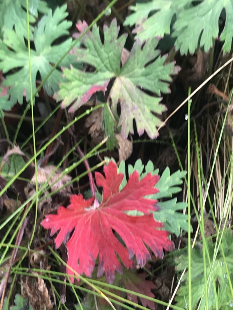 Geranium costaricense photo 5