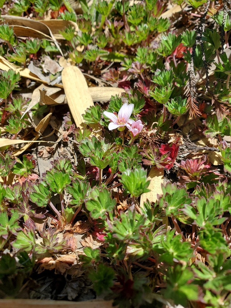 Geranium costaricense photo 6