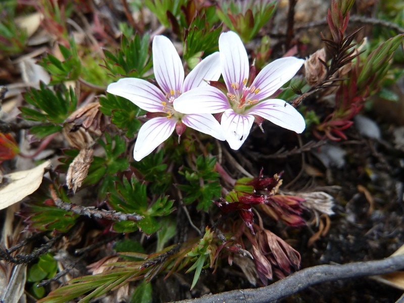 Geranium costaricense photo 7