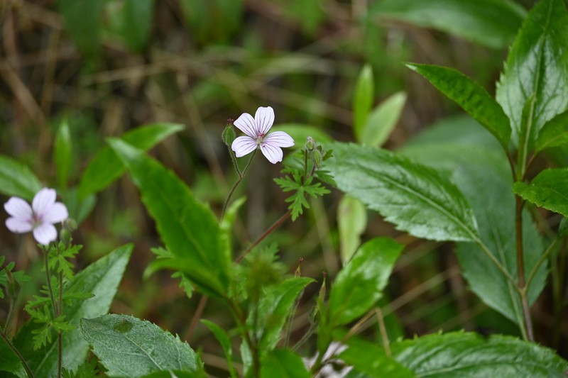 Geranium costaricense photo 8