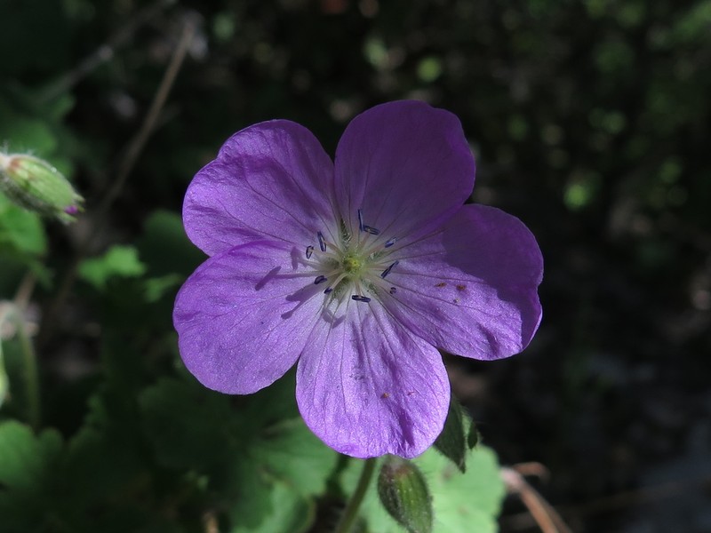 Geranium crenatifolium