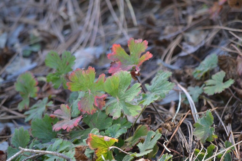 Geranium crenatifolium photo 2