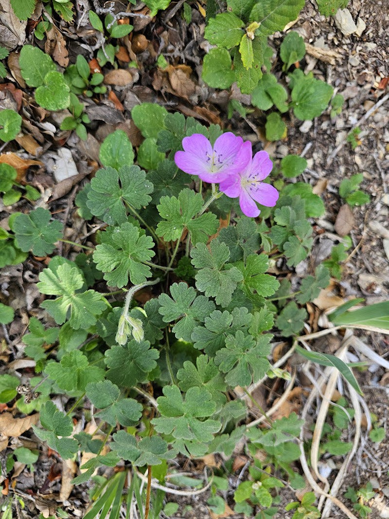 Geranium crenatifolium photo 3