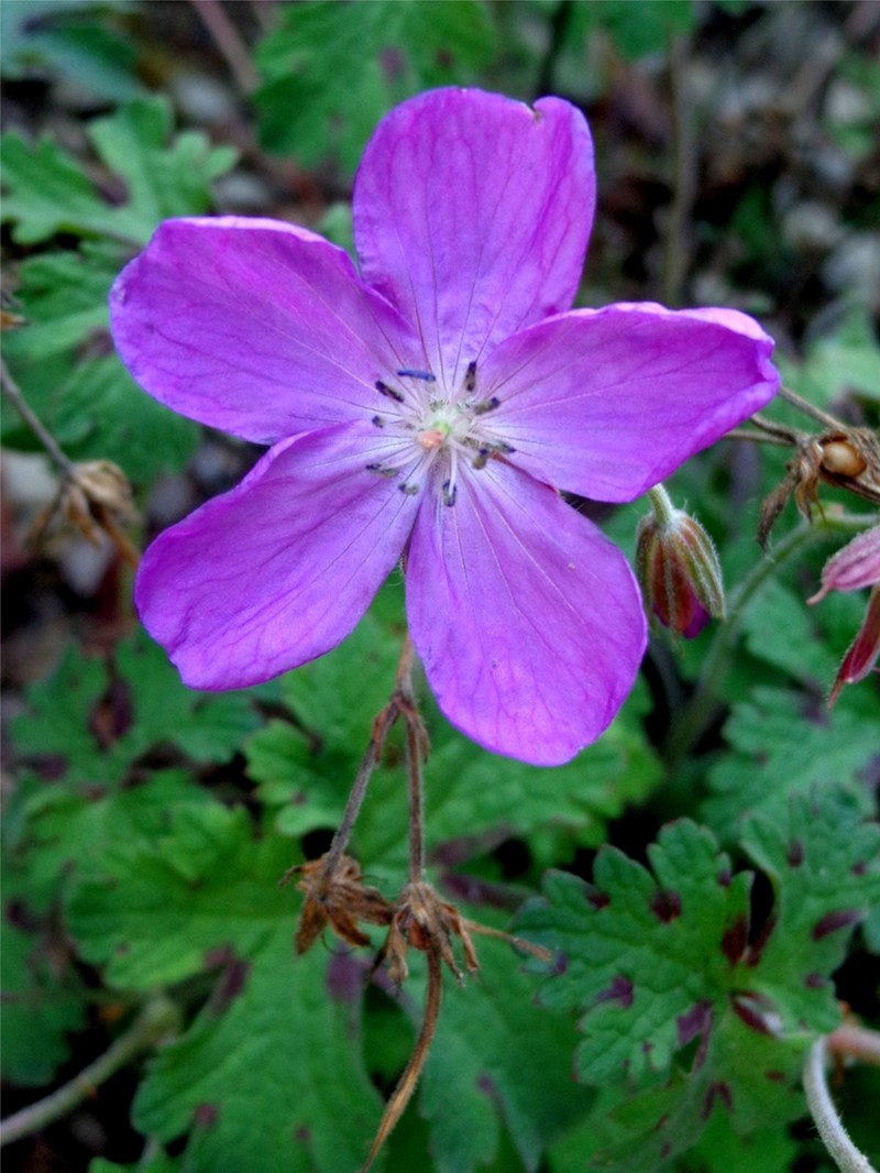 Geranium crenatifolium photo 4