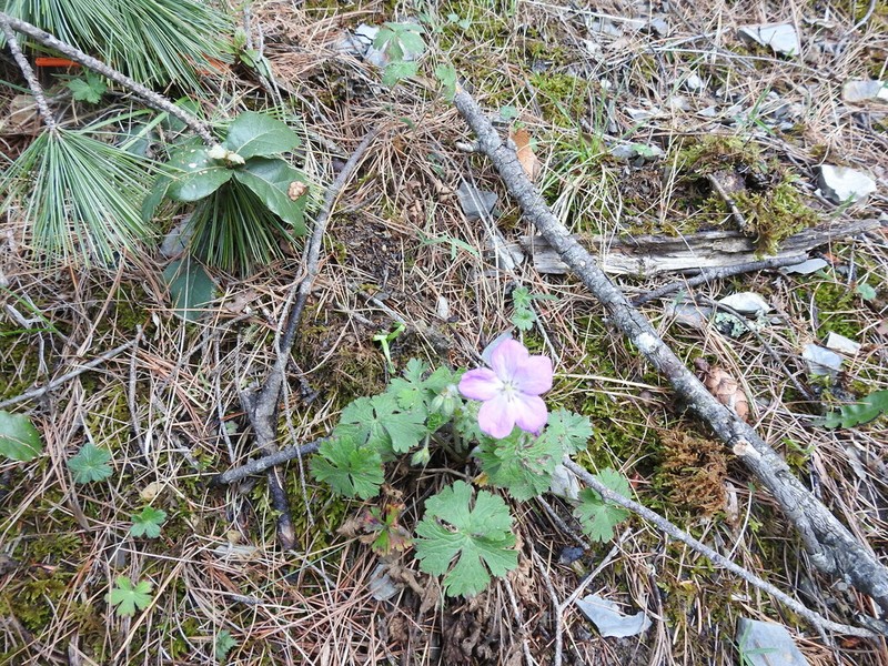 Geranium crenatifolium photo 5
