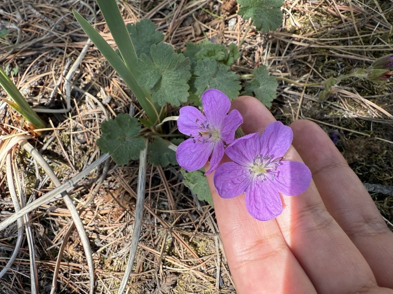 Geranium crenatifolium photo 6