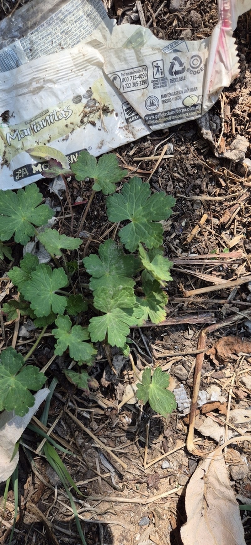 Geranium crenatifolium photo 7