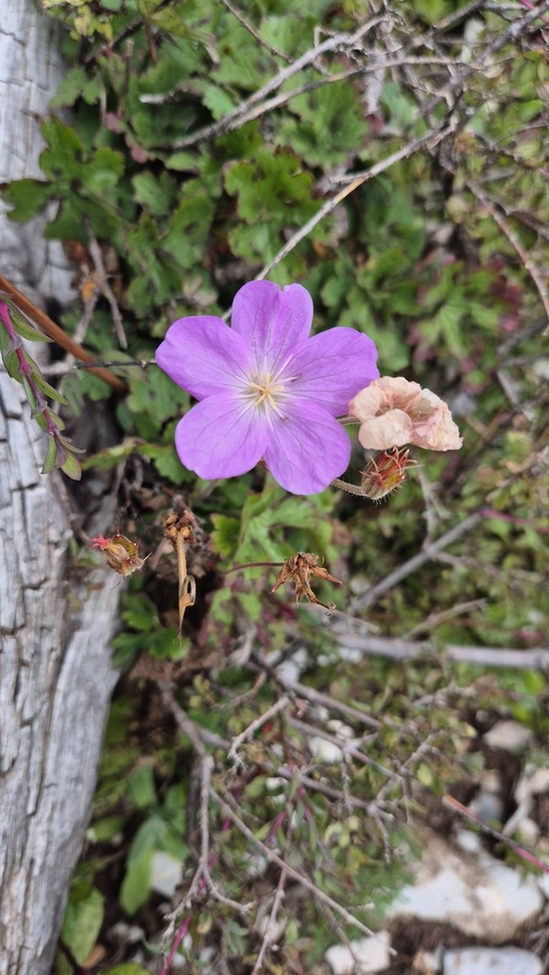 Geranium crenatifolium photo 8