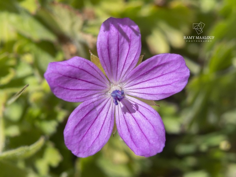 Geranium crenophilum