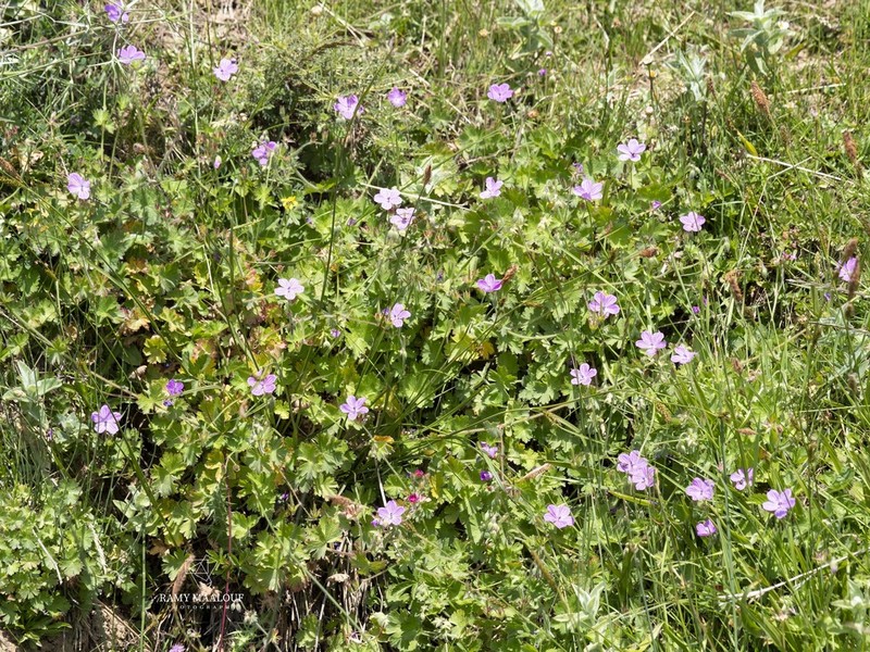 Geranium crenophilum photo 2