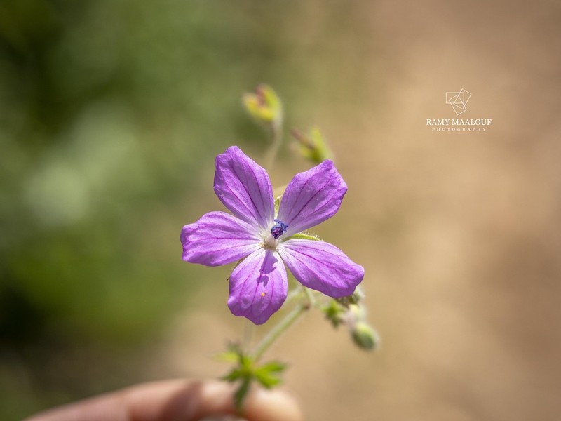 Geranium crenophilum photo 3