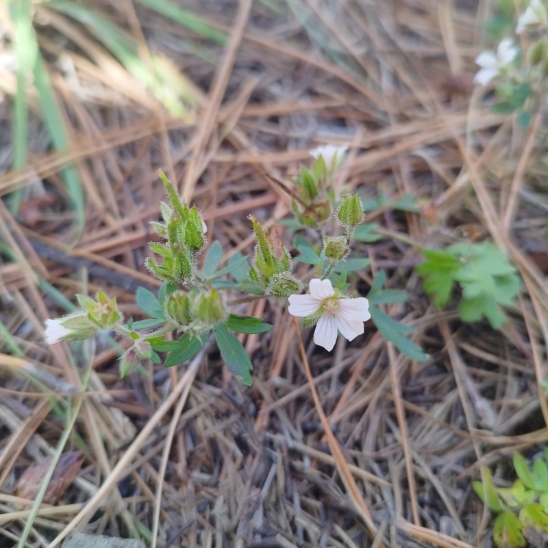 Geranium cruceroense
