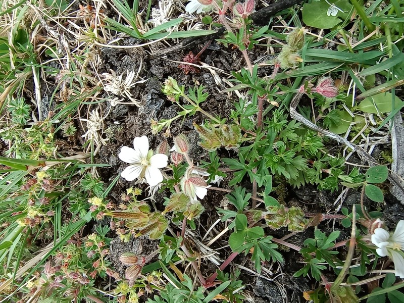 Geranium cruceroense photo 2