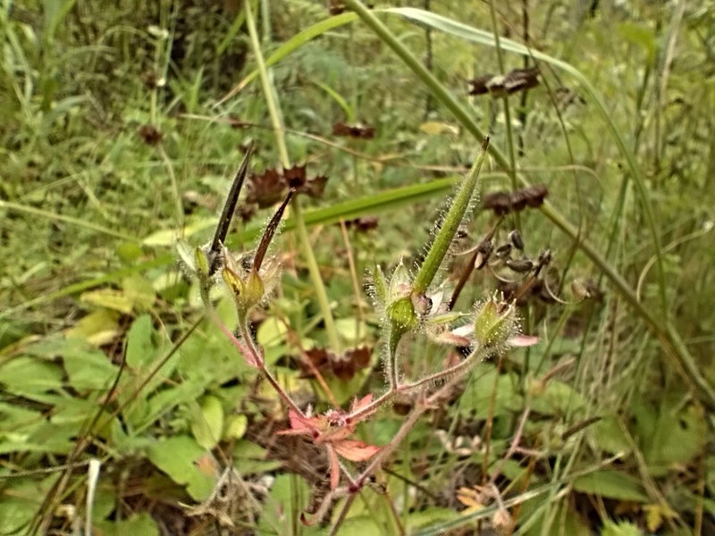 Geranium cruceroense photo 3