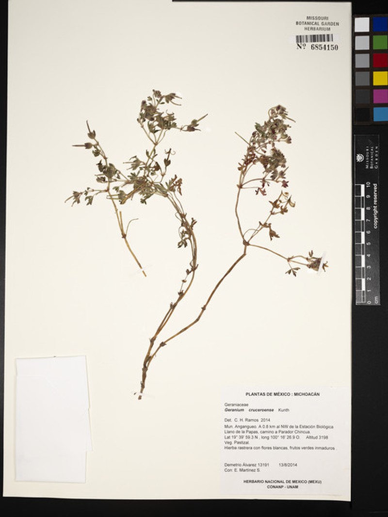 Geranium cruceroense photo 5