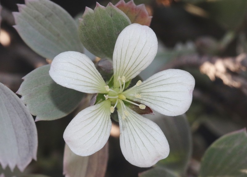 Geranium cuneatum subsp. hololeucum photo 2