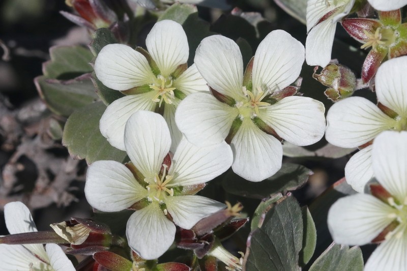 Geranium cuneatum subsp. hololeucum photo 3