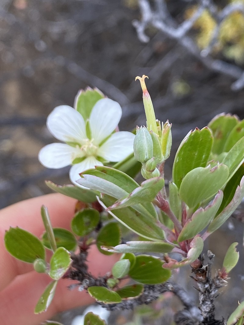 Geranium cuneatum subsp. hololeucum photo 4