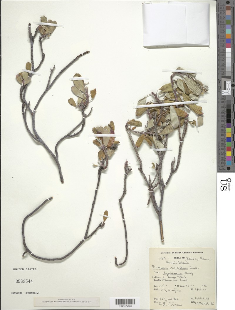 Geranium cuneatum subsp. hololeucum photo 7