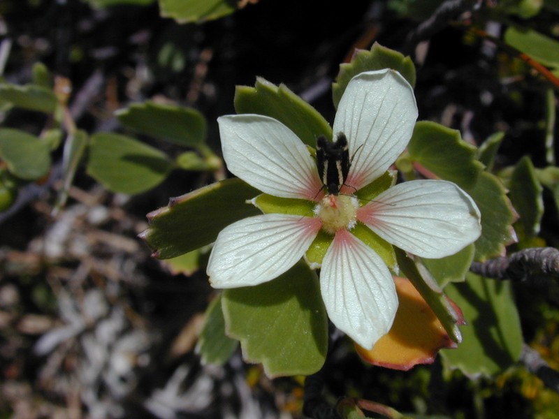 Geranium cuneatum subsp. tridens