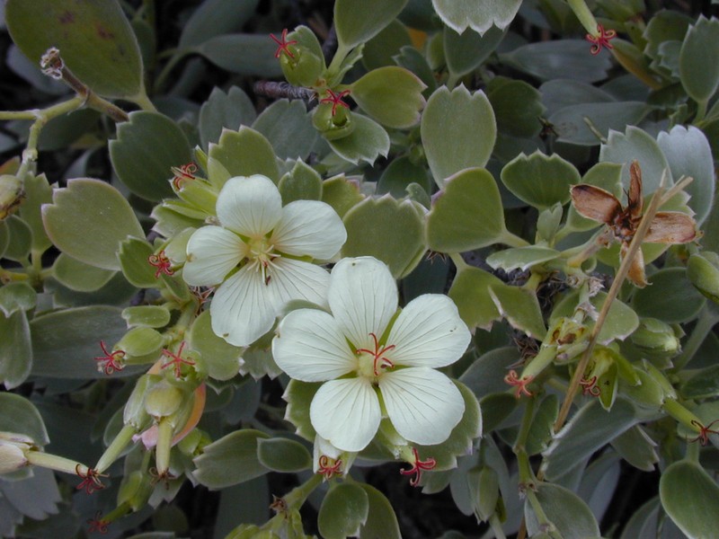 Geranium cuneatum subsp. tridens photo 2